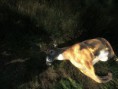 /album/the-hunter/a2012-11-24-1808-redfeather-falls-whitetail-deer-52-992-jpg/